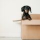 move-out inspection checklist