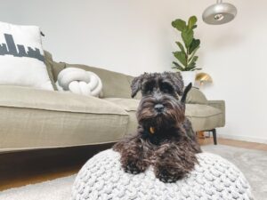 pet fees