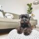 pet fees