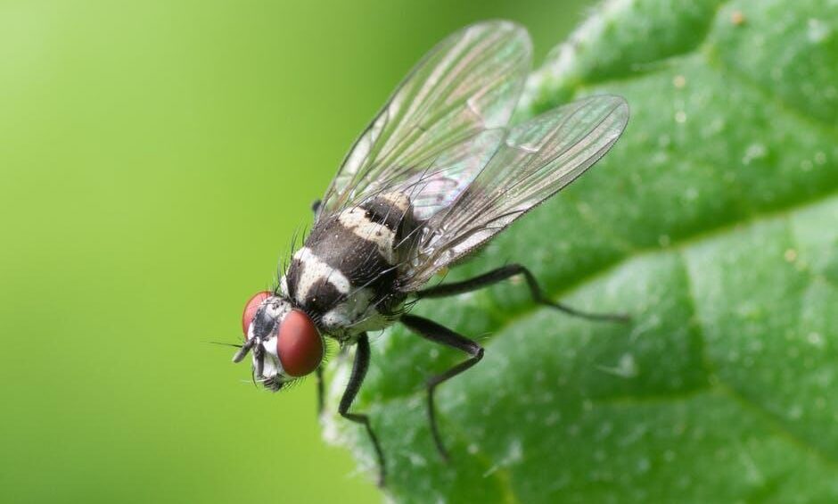 are landlords responsible for pest control